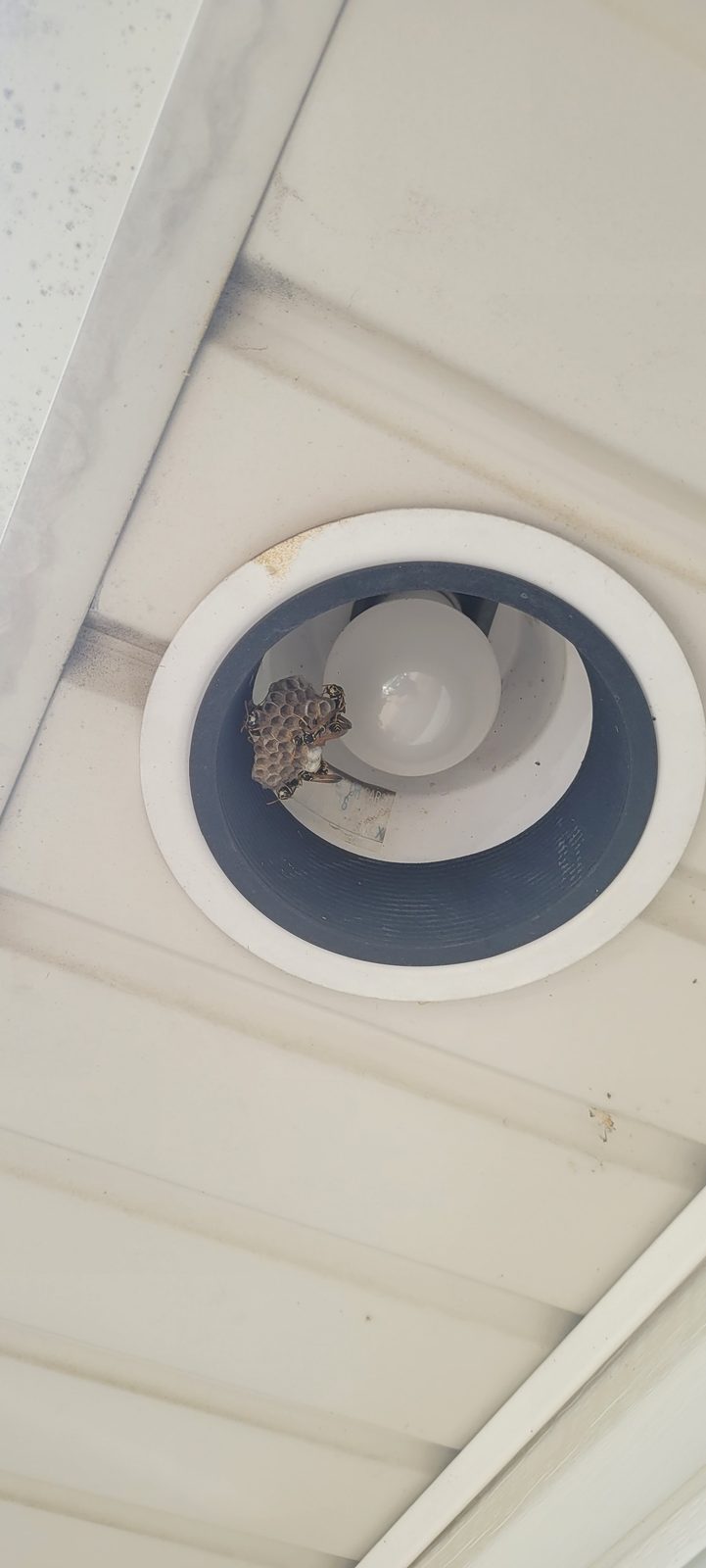 Wasp nest in a pot light: Paper wasps building inside an outdoor light fixture