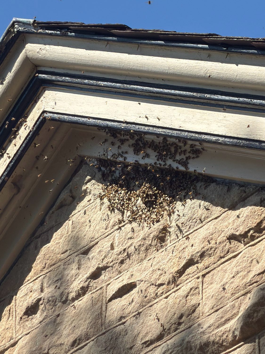 Bee swarm under an eave: A swarm settling under the trim of a stone house