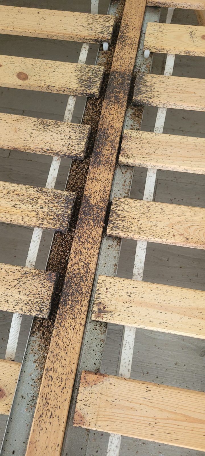 Bed bug staining: Spotting along bed slats and the frame, the first thing an inspection looks for