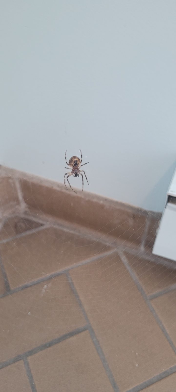 Orb weaver spider: Webbed across an entryway